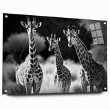 Acrylic glass wall art displaying a side view of a giraffe in a vibrant, colorful design, ideal for wildlife-themed decor. Perfect for animal lovers and modern interiors.