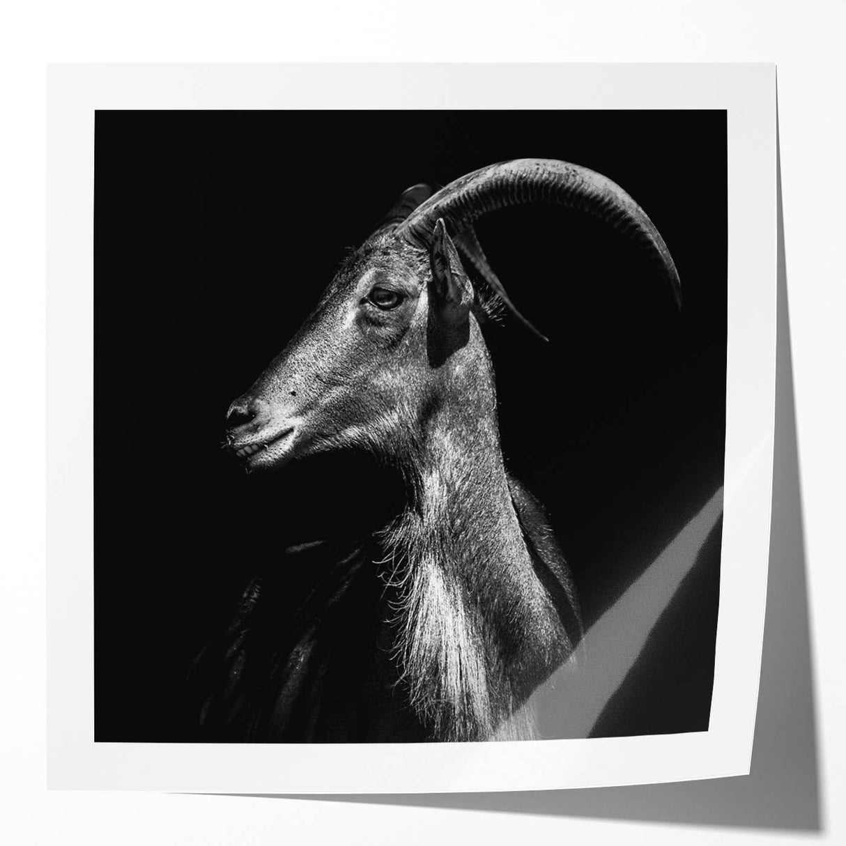 Goat-themed wall art design on a glossy canvas, showcasing vibrant colors and intricate details, ideal for animal lovers and home decor enthusiasts.