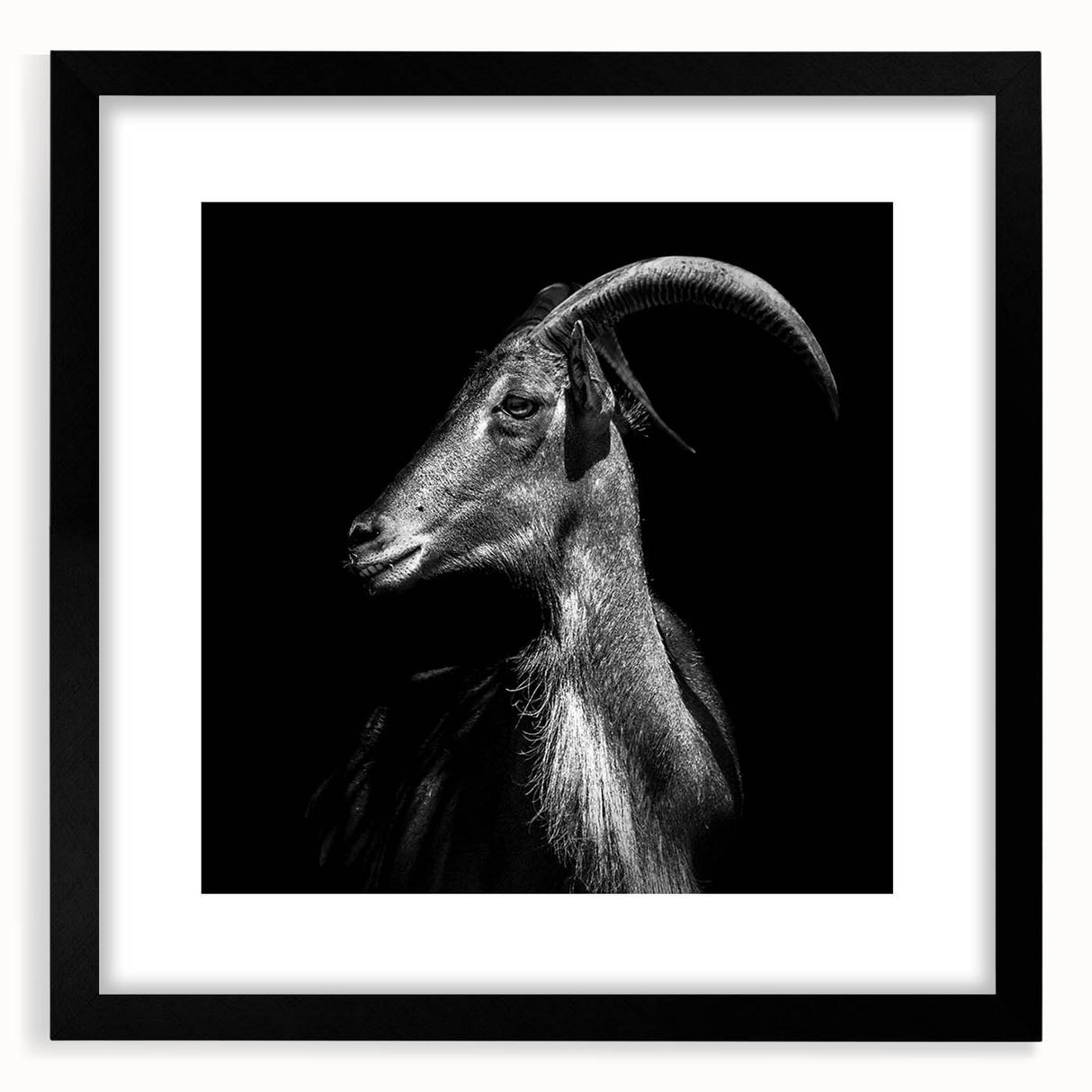 Framed wall art featuring a stylish goat design in black, part of the "A Wild Life" collection, with a white mat and sleek black frame, ideal for modern decor.