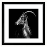 Framed wall art featuring a stylish goat design in black, part of the "A Wild Life" collection, with a white mat and sleek black frame, ideal for modern decor.