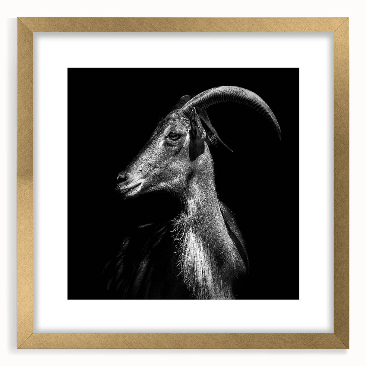 Elegant wall art featuring a wild goat design in a gold frame with a mat, showcasing intricate details and vibrant colors, ideal for animal lovers and home decor.