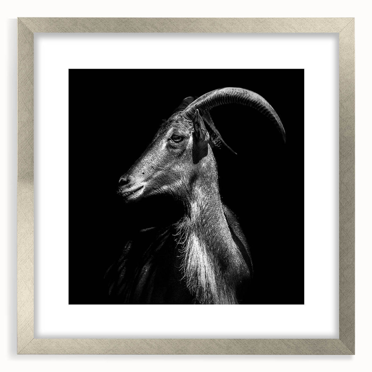 Framed wall art featuring a wild goat design in a silver frame, complete with a mat. This modern animal artwork adds a touch of nature-inspired elegance to any decor.