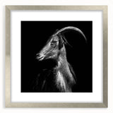 Framed wall art featuring a wild goat design in a silver frame, complete with a mat. This modern animal artwork adds a touch of nature-inspired elegance to any decor.