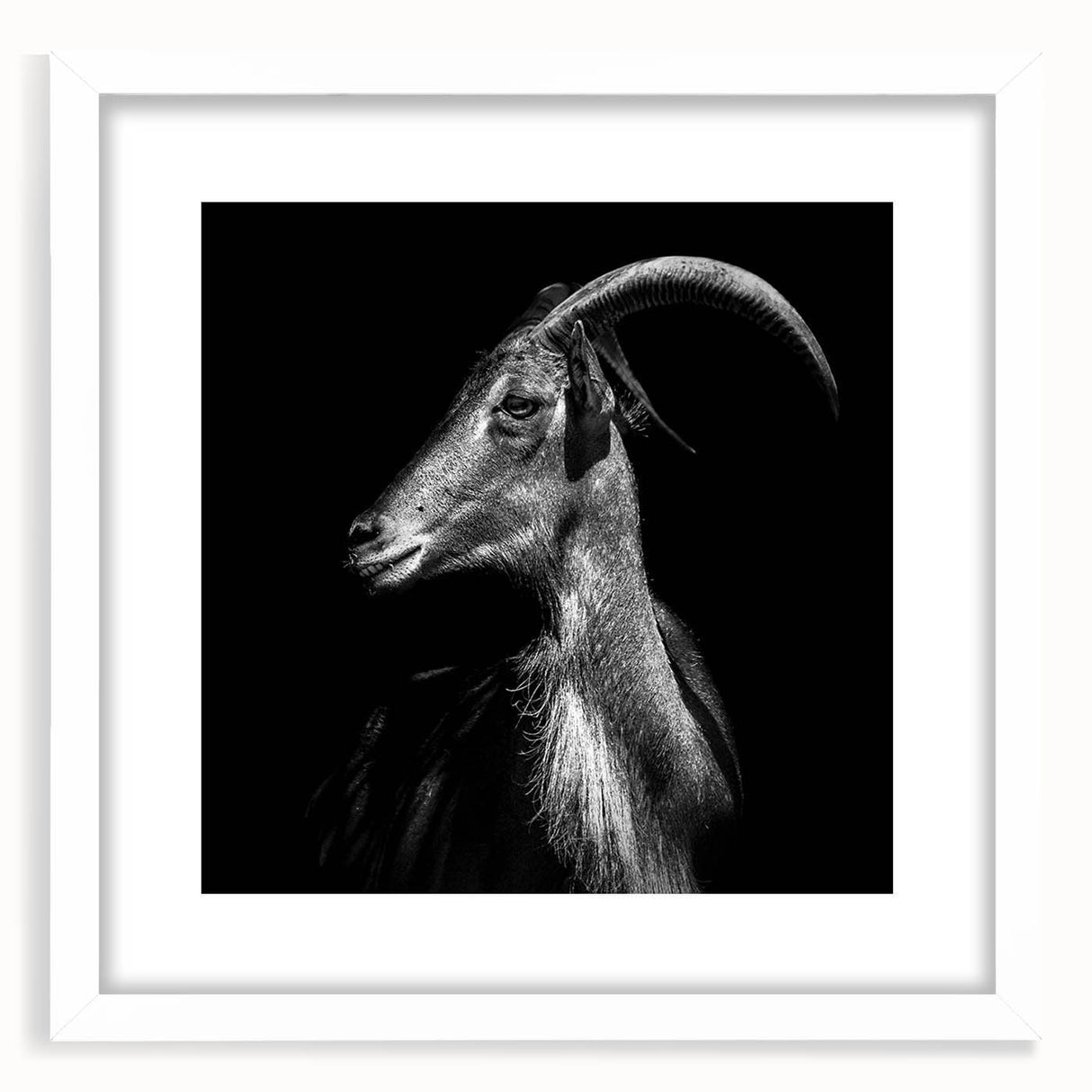 Front view of a framed wall art piece featuring a goat design from the "A Wild Life" collection, with a white mat and sleek frame, perfect for animal-themed decor.