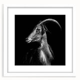 Front view of a framed wall art piece featuring a goat design from the "A Wild Life" collection, with a white mat and sleek frame, perfect for animal-themed decor.