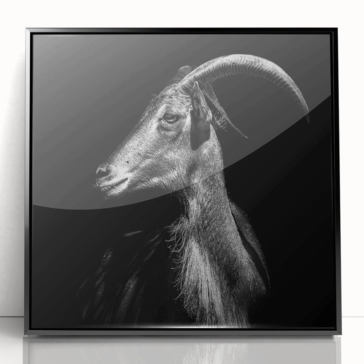 Framed acrylic wall art featuring a colorful goat design, set against a sleek black background. Ideal for animal lovers and modern decor enthusiasts.