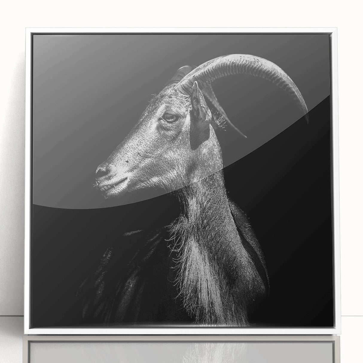 Framed acrylic wall art featuring a striking goat design from the "Animals: A Wild Life" collection, set against a white background, perfect for animal lovers and modern décor.
