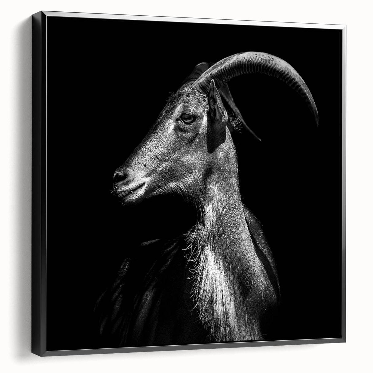 Framed canvas wall art featuring a striking goat design in a wild-life style, presented in a contemporary black frame, ideal for animal lovers and home decor enthusiasts.
