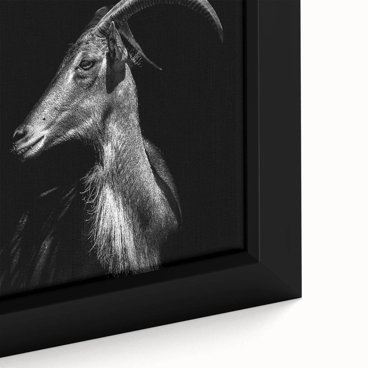 Close-up of a framed canvas featuring a vibrant goat design from a wildlife art collection, showcasing intricate details and rich colors, perfect for animal lovers' decor.