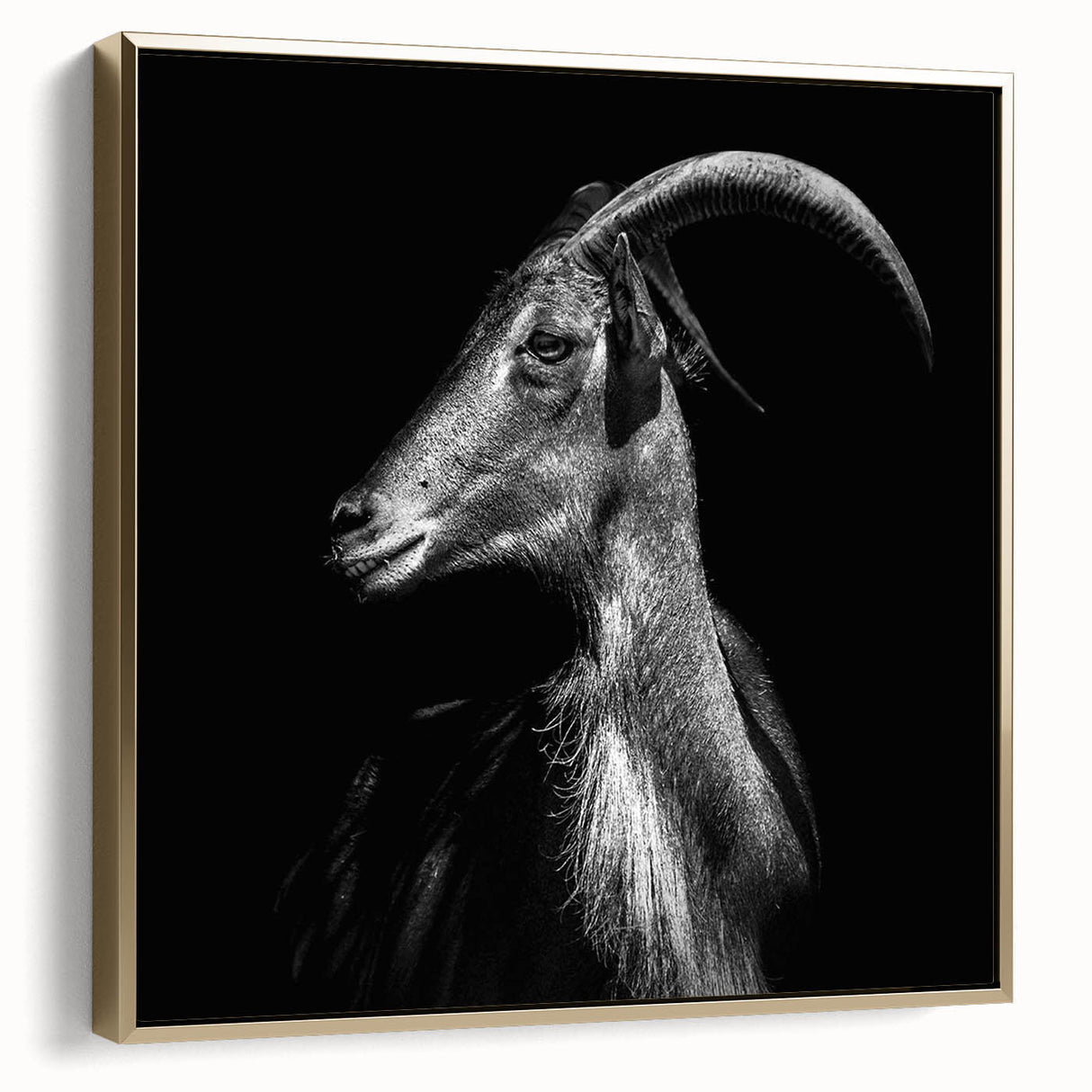 Framed wall art showcasing a side view of a goat design, elegantly displayed with a gold frame, perfect for animal lovers and modern decor enthusiasts.