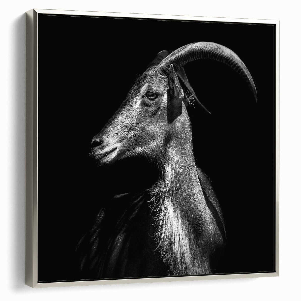 Framed wall art featuring a silver-colored goat design from the "A Wild Life" collection, showcasing intricate details and textures, perfect for animal lovers' decor.