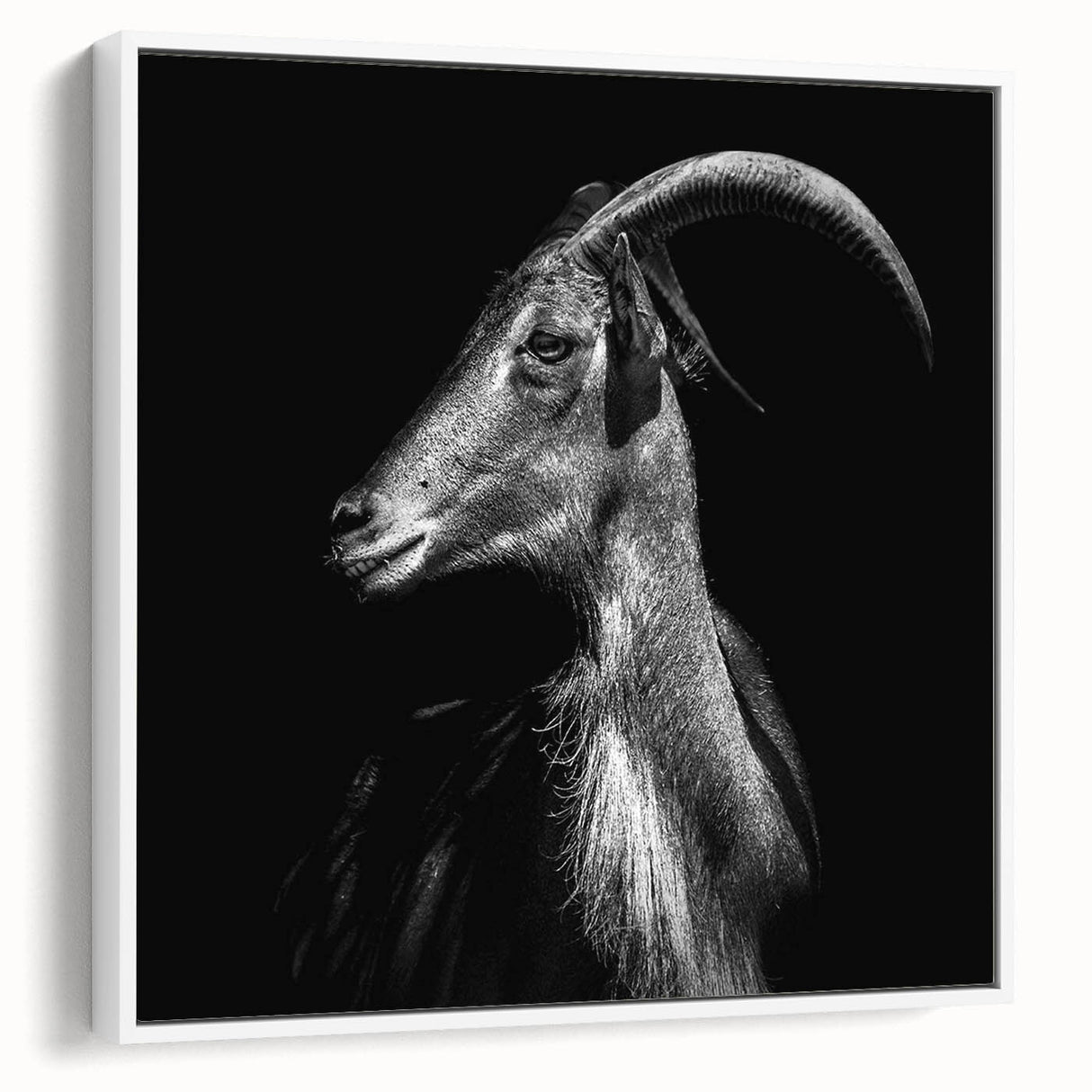 Framed canvas wall art depicting a stylized goat design in a white frame, showcasing intricate details and vibrant colors, perfect for animal lovers and home decor enthusiasts.