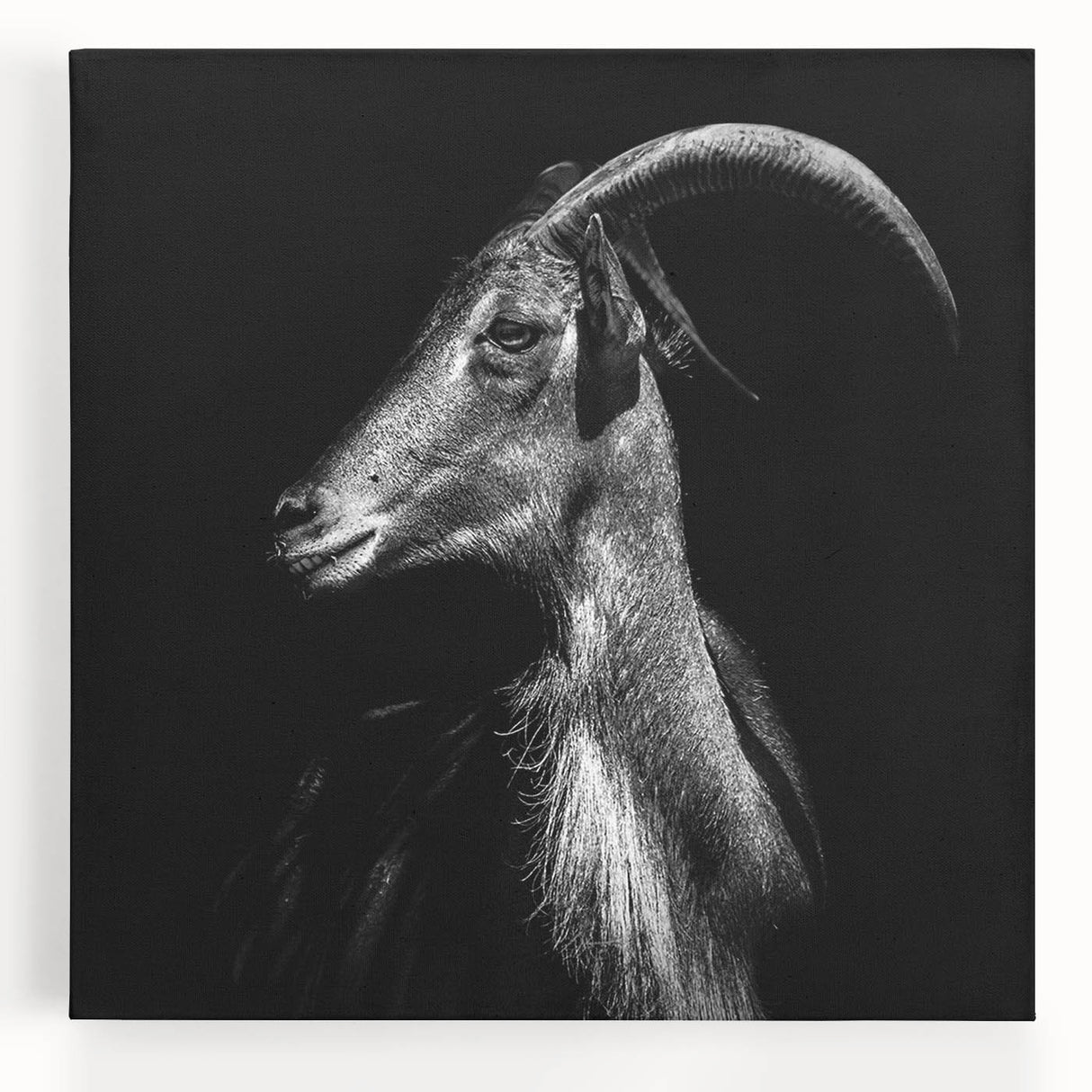 Stretched canvas wall art showcasing a vibrant goat design, featuring rich colors and intricate details, perfect for adding a wild aesthetic to home decor.