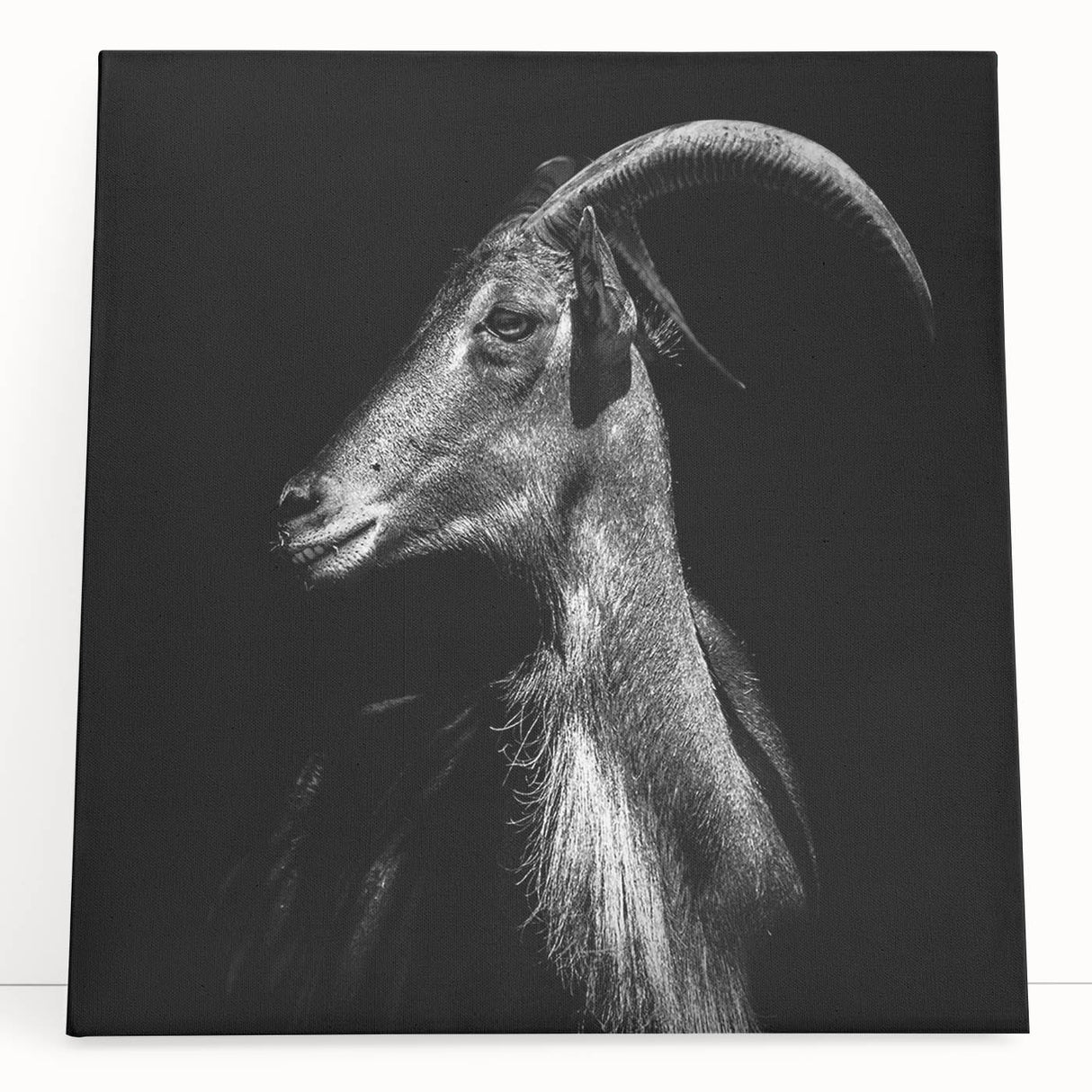 Canvas wall art featuring a striking goat design from a wild animal collection, showcasing vibrant colors and intricate details, perfect for nature-themed decor.
