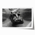 Hippopotamus wall art print showcasing vibrant colors and intricate details, designed for wildlife enthusiasts and home decor, rolled and ready for framing.