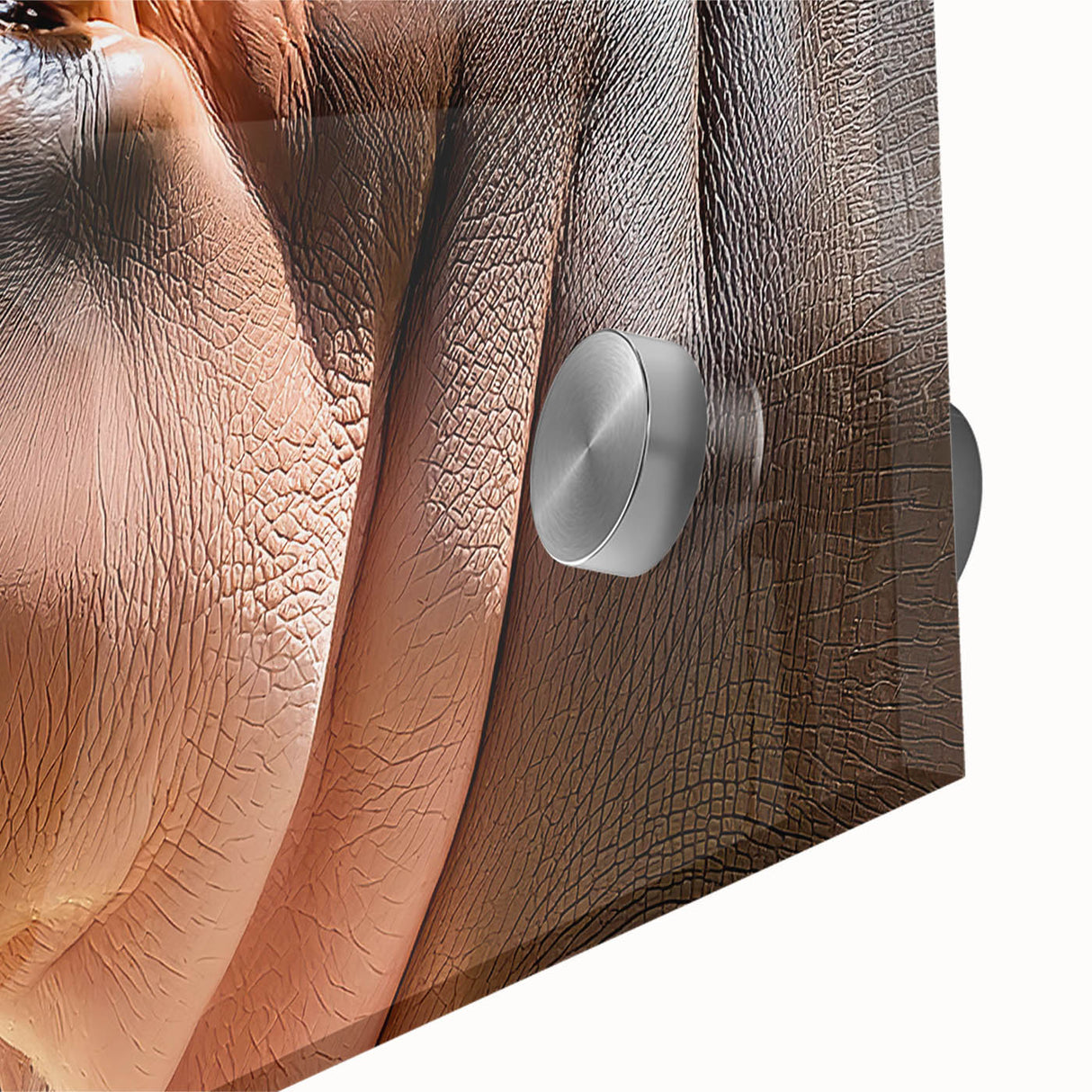 Close-up of a vibrant acrylic glass wall art piece showcasing a hippopotamus in its natural habitat, emphasizing intricate details and colors, perfect for wildlife enthusiasts and decor lovers.
