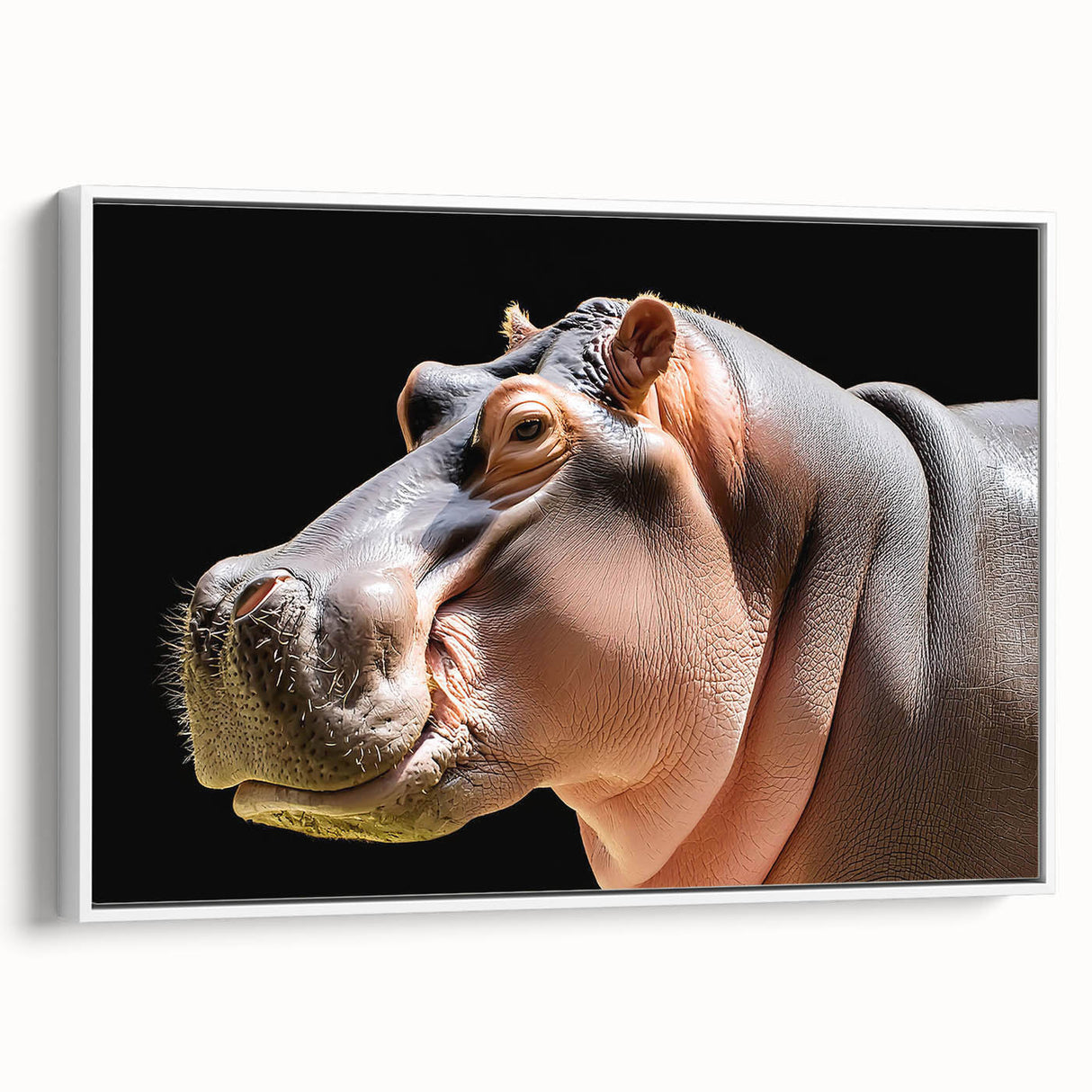 Framed canvas artwork showcasing a side view of a hippopotamus, highlighting its distinct features and textures, perfect for animal lovers and home decor enthusiasts.