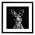 Black-framed wall art featuring a detailed kangaroo design from the "Animals - A Wild Life" collection, perfect for enhancing home decor with a natural touch.