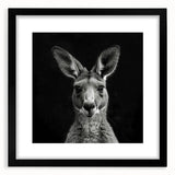 Black-framed wall art featuring a detailed kangaroo design from the "Animals - A Wild Life" collection, perfect for enhancing home decor with a natural touch.