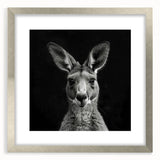 Framed wall art collection showcasing a kangaroo design in a silver frame with matting, perfect for adding a touch of wildlife decor to your space.