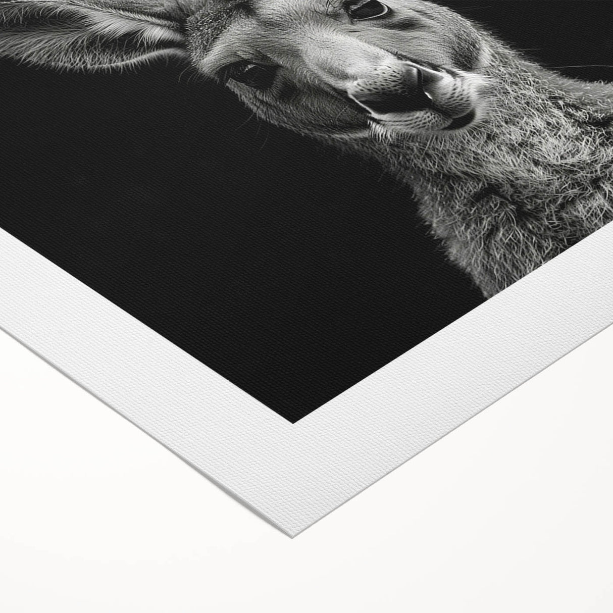 Kangaroo-themed rolled canvas wall art design showcasing vibrant colors and intricate details, perfect for wildlife enthusiasts. Packaged securely in a cardboard tube for safe delivery.