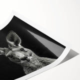 Kangaroo-themed wall art print showcasing vibrant colors and intricate design, rolled and ready for display, perfect for wildlife enthusiasts and home decor.