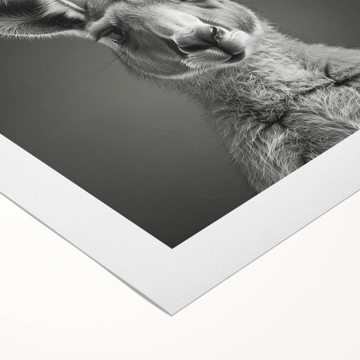 Vibrant rolled canvas showcasing a kangaroo design in a wild life theme, perfect for adding a touch of nature-inspired decor to any space. Ideal for animal lovers and art enthusiasts.