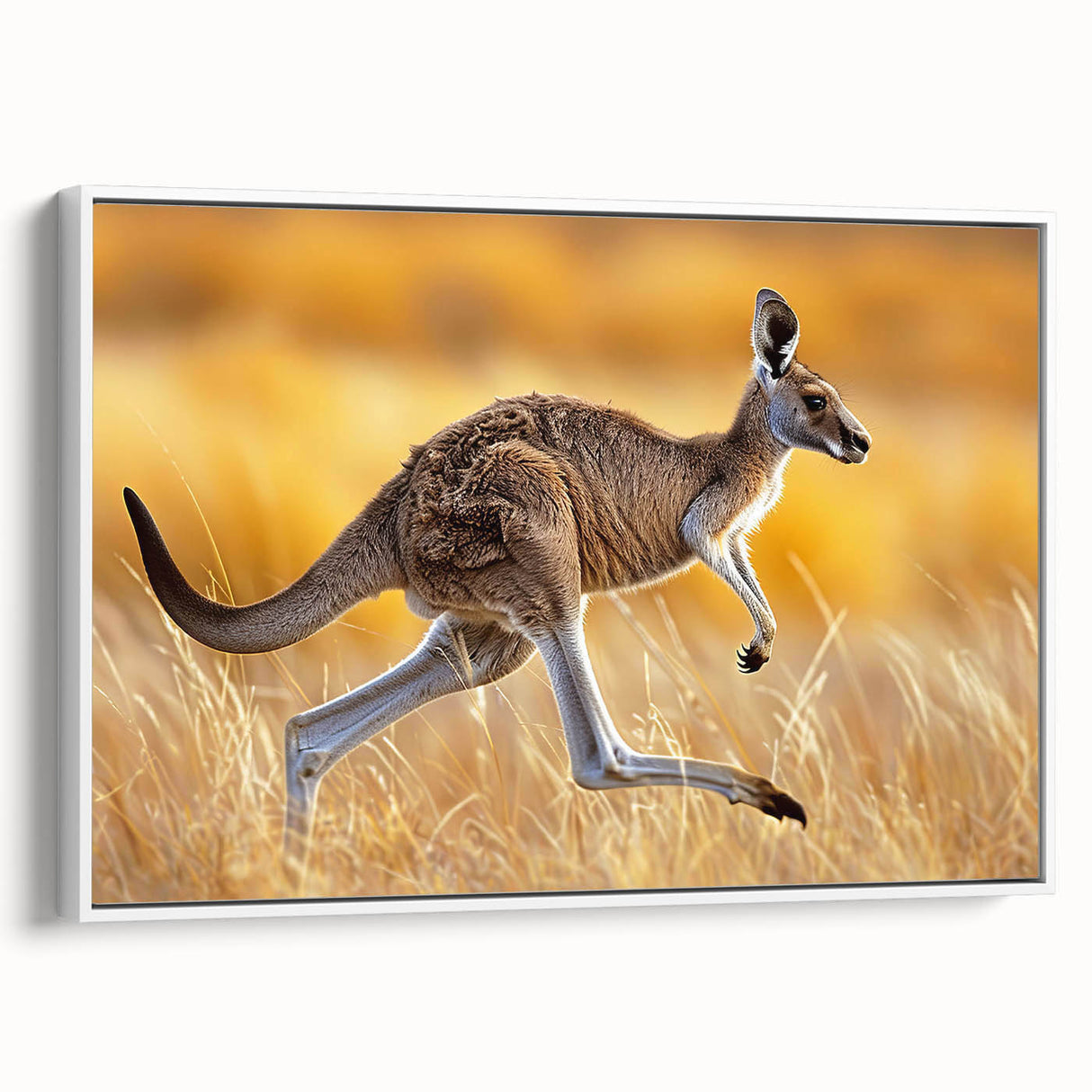 Framed canvas wall art showcasing a side view of a kangaroo design, featuring vibrant colors against a white background, perfect for wildlife-themed decor.