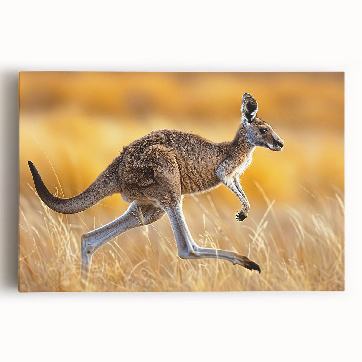 Stretched canvas wall art featuring a vibrant kangaroo design, showcasing detailed colors and textures, perfect for animal lovers and home decor enthusiasts.