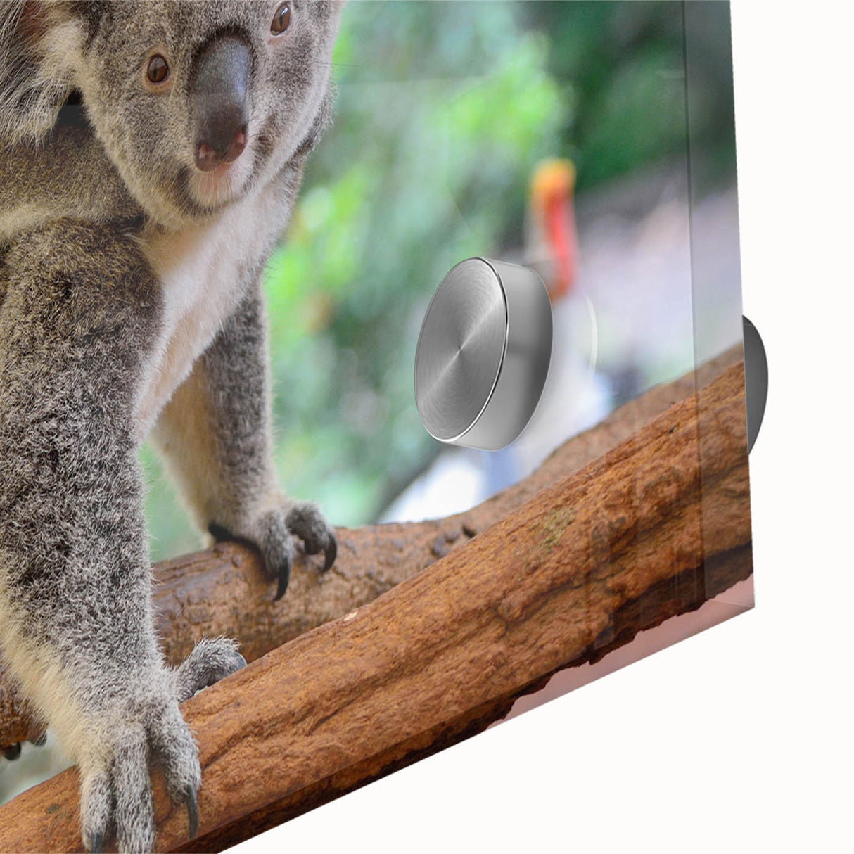 Close-up view of a vibrant koala wall art design on acrylic glass, showcasing rich colors and intricate details, perfect for wildlife-themed decor. Ideal for nature lovers and modern art enthusiasts.
