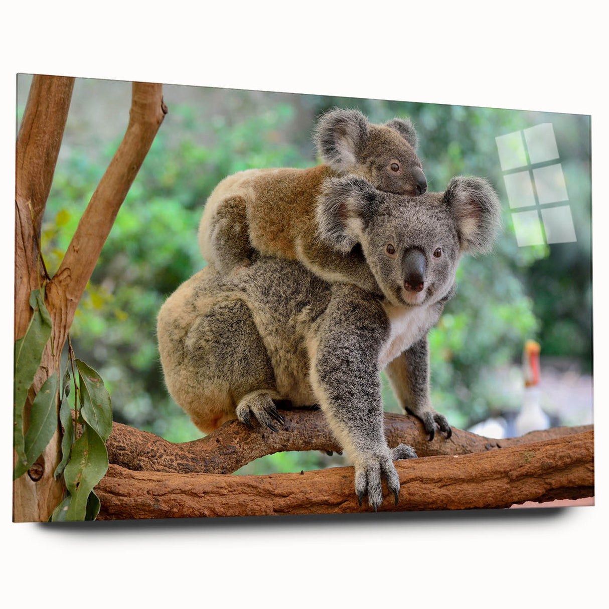 Close-up of a side view of a koala wall art piece, featuring vibrant colors and a sleek acrylic glass finish, ideal for enhancing wildlife-themed decor.
