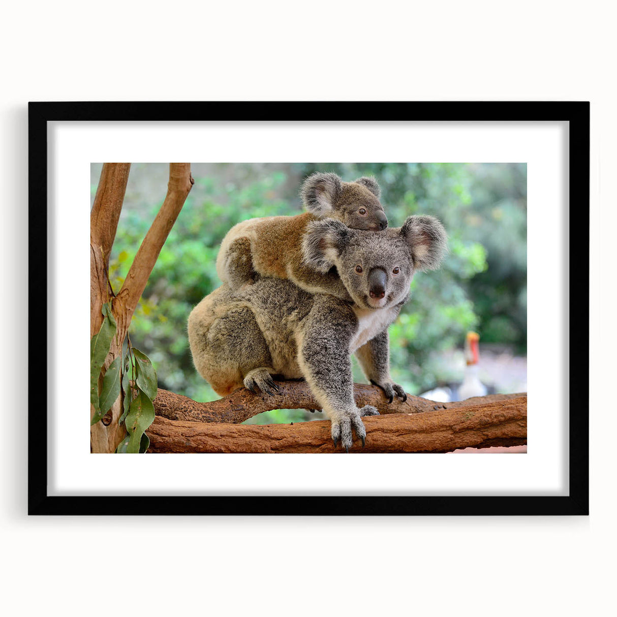 Koala wall art print framed in black with a white mat, showcasing a serene depiction of the iconic Australian animal in a natural setting, ideal for wildlife enthusiasts.