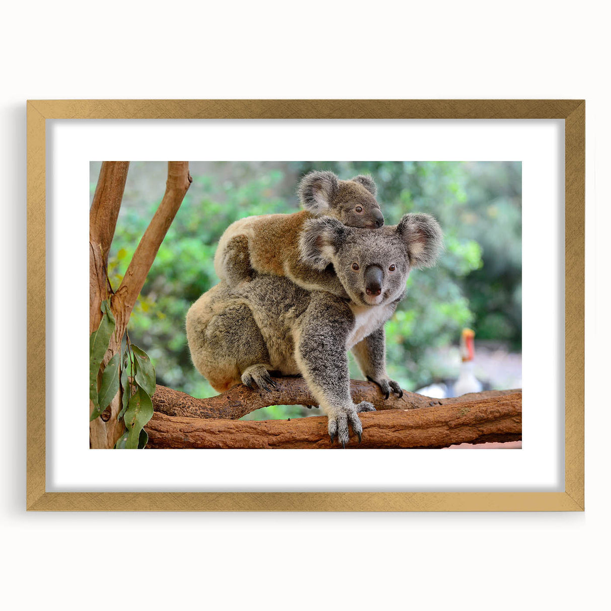 Framed wall art featuring a vibrant koala design, adorned with a gold matte finish, perfect for enhancing any nature-themed decor or wildlife collection.