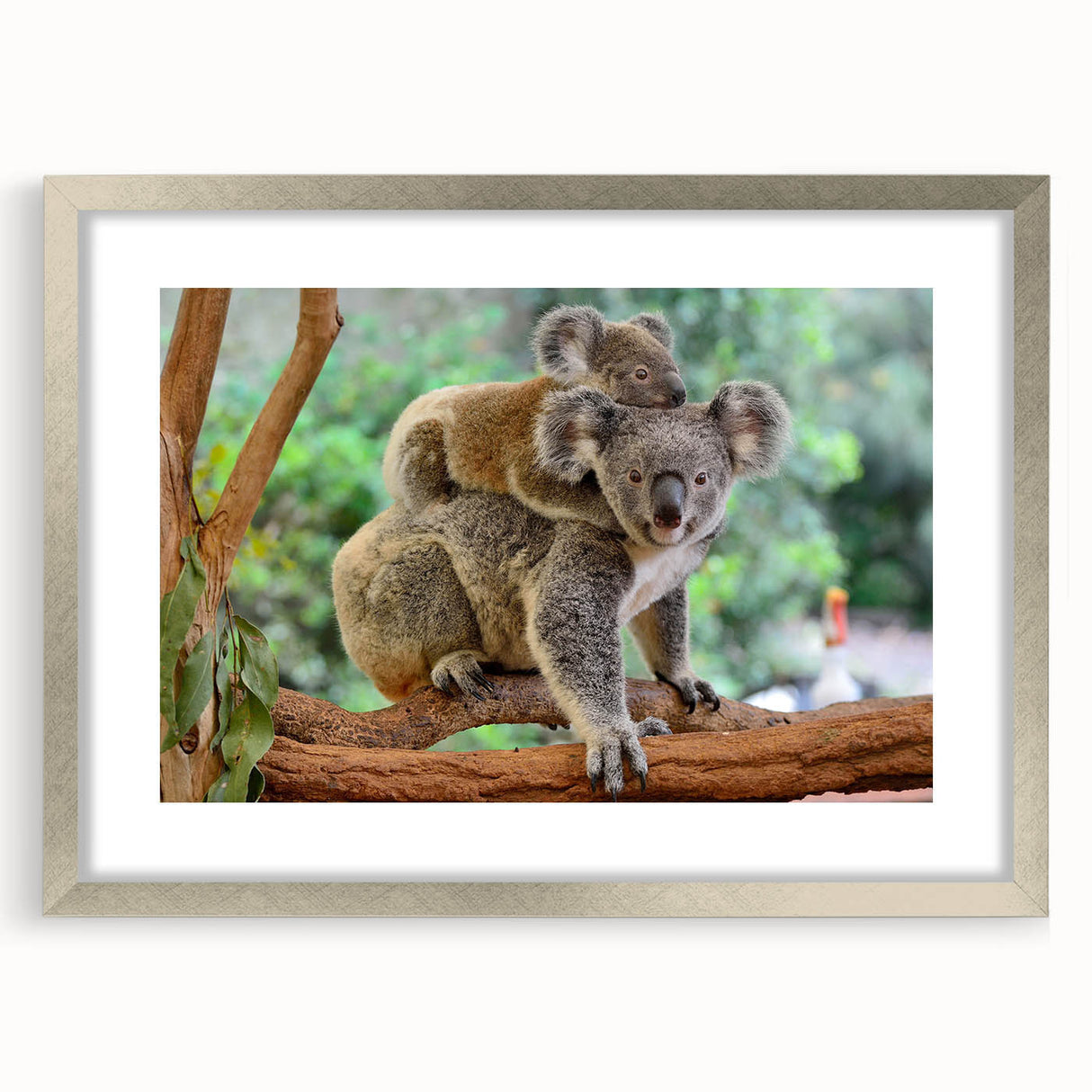 Framed wall art featuring a beautifully illustrated koala design in a silver frame with a mat, ideal for nature-themed home decor and animal lovers.