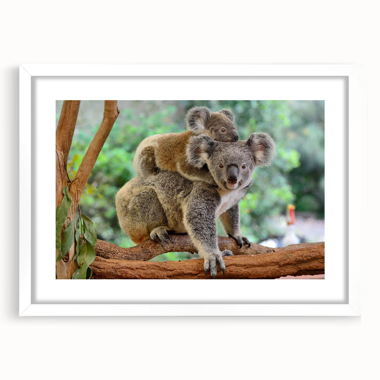 Framed wall art featuring a koala design in a minimalist style, set against a white mat and frame, ideal for nature-themed home decor.
