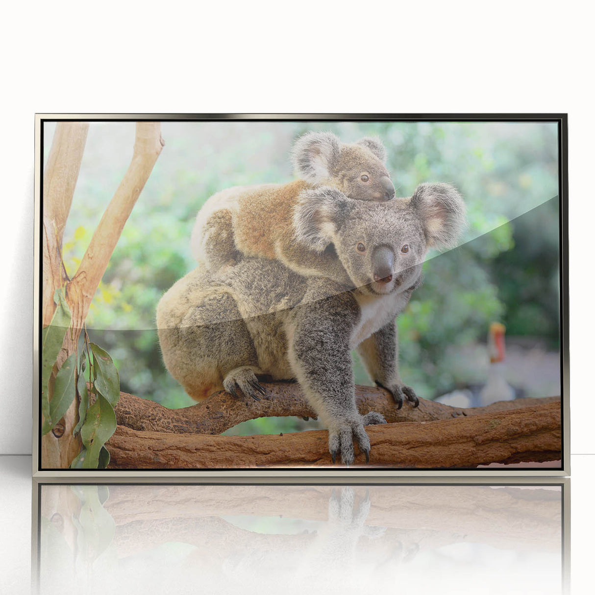 Framed acrylic wall art showcasing a vibrant koala design, featuring a silver frame that enhances the colorful depiction of the animal, ideal for wildlife enthusiasts.