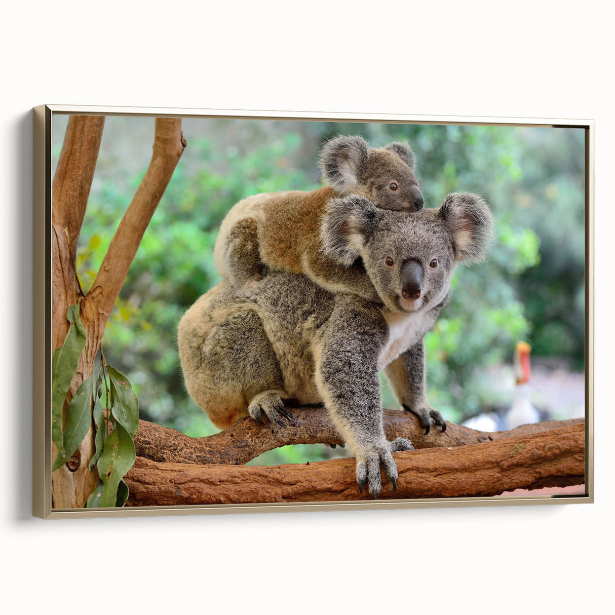 Framed wall art featuring a detailed koala design on canvas, showcasing vibrant colors and a gold frame, ideal for wildlife enthusiasts and modern decor.