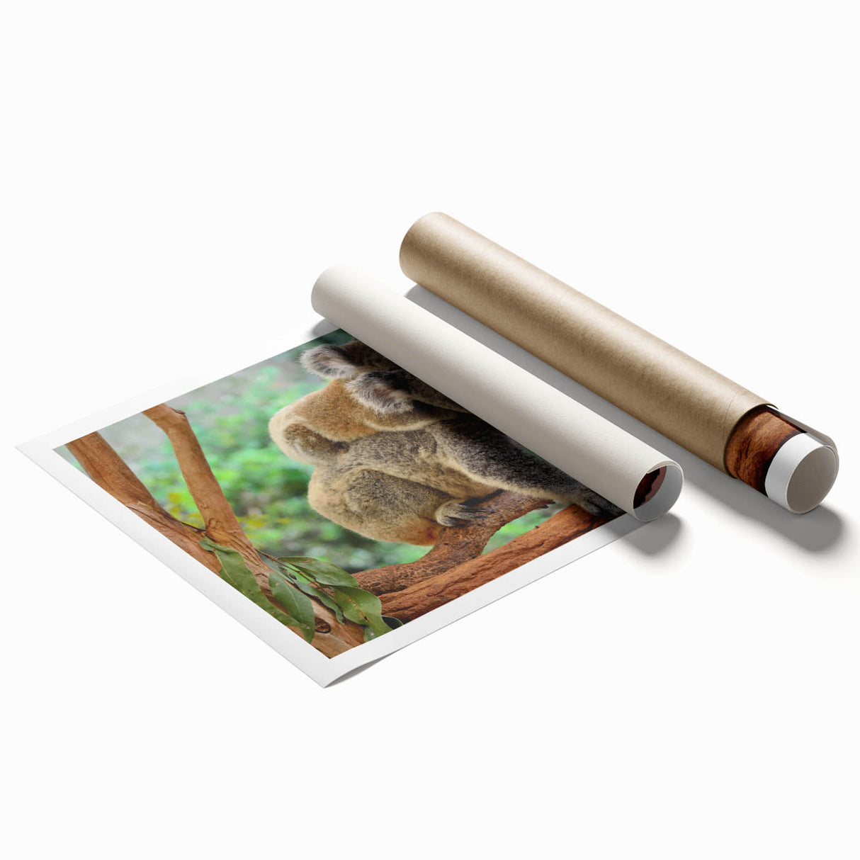 Koala wall art print showcasing a vibrant and detailed illustration of a koala in its natural habitat, rolled and ready for framing, perfect for animal lovers.