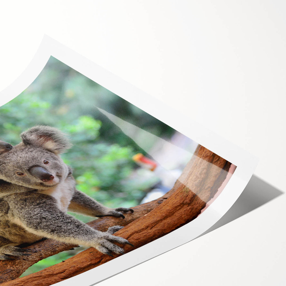 Koala wall art print showcasing a vibrant illustration of a koala resting on a eucalyptus branch, designed for nature lovers and animal enthusiasts, rolled for easy framing.