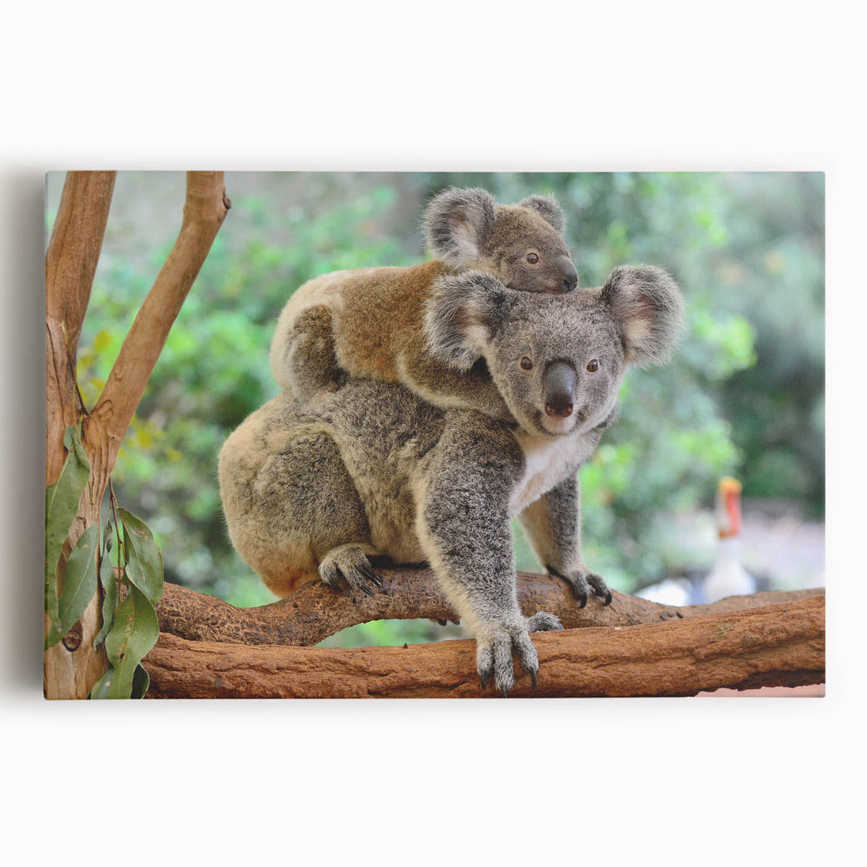Stretched canvas wall art featuring a vibrant koala design against a lush green background, ideal for animal lovers and nature-themed decor. Perfect addition to any room.