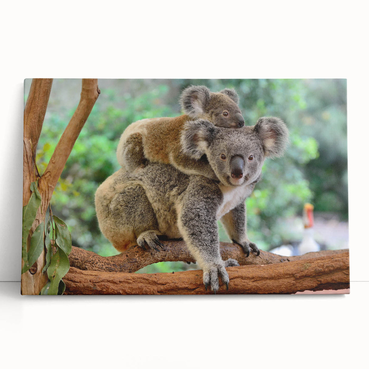 Koala wall art design on stretched canvas, depicting a serene Australian landscape with vibrant colors and natural textures, perfect for wildlife enthusiasts.