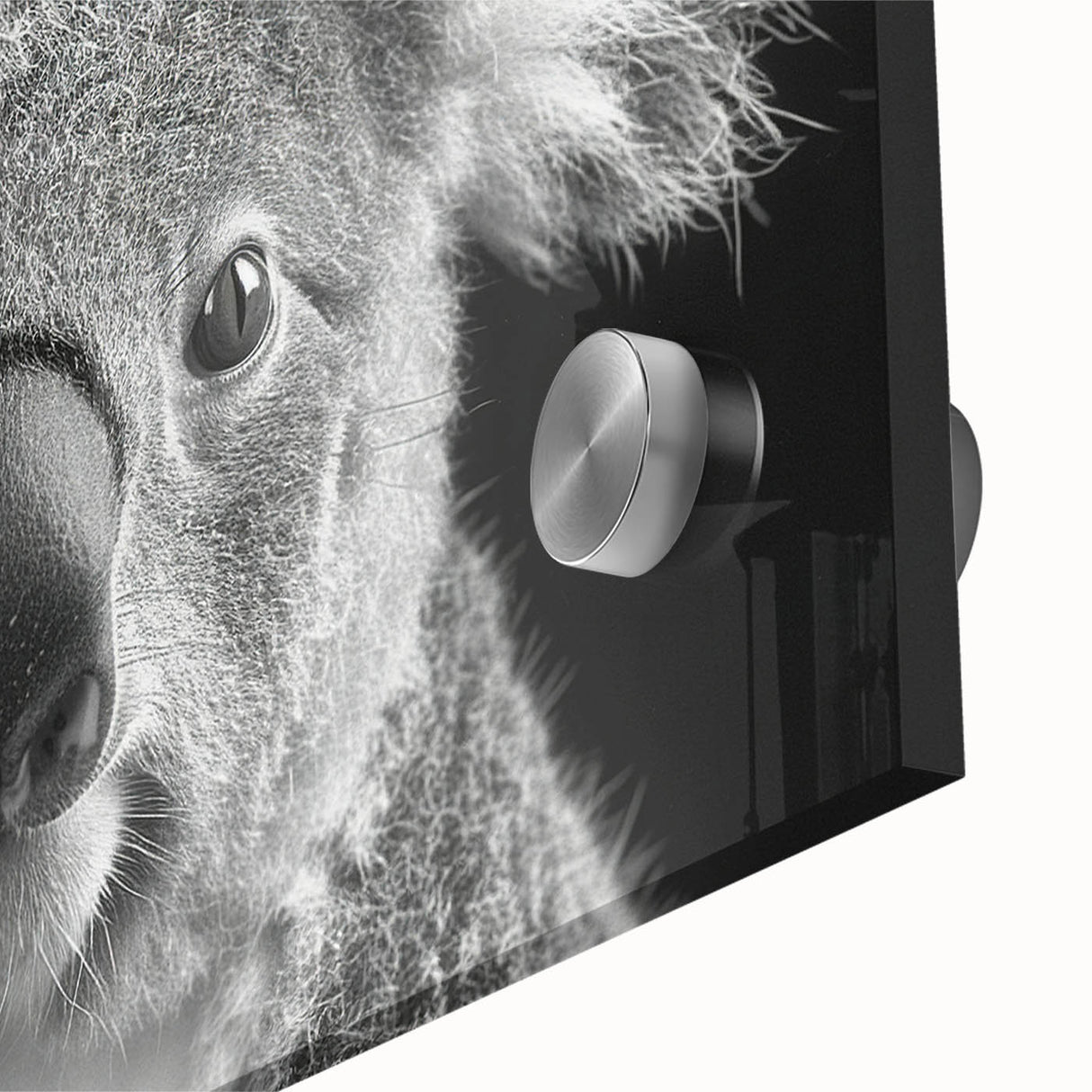 Close-up view of a vibrant koala wall art design, showcasing detailed acrylic glass print with a soft-focus background, perfect for wildlife enthusiasts and modern decor.