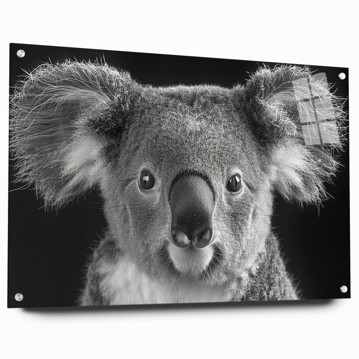 Side view of a koala-themed wall art collection featuring vibrant acrylic glass prints, displayed with decorative pins against a neutral backdrop, perfect for wildlife enthusiasts.