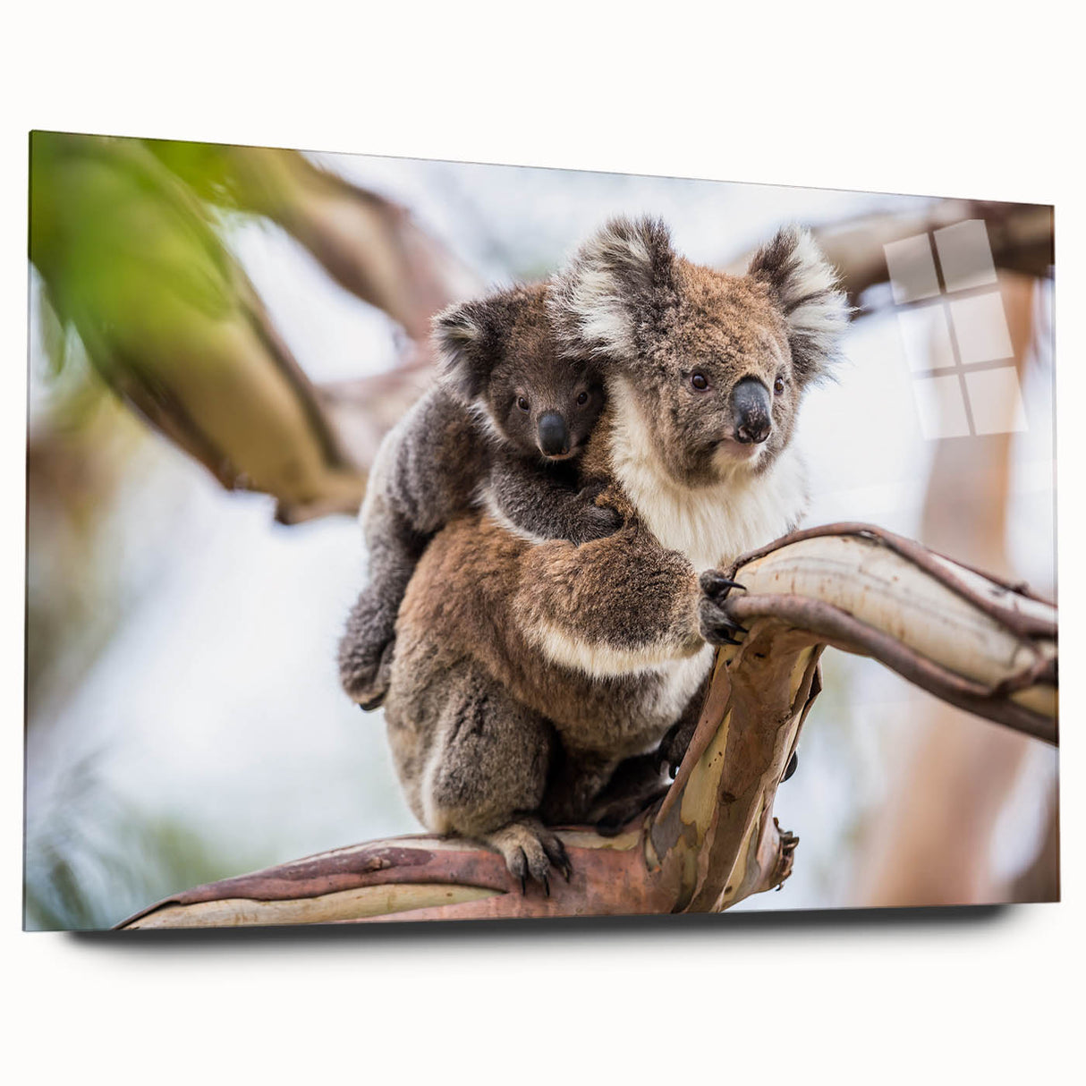 Close-up of a side view of a koala-themed wall art collection design printed on acrylic glass, showcasing vibrant colors and intricate details, ideal for wildlife decor enthusiasts.