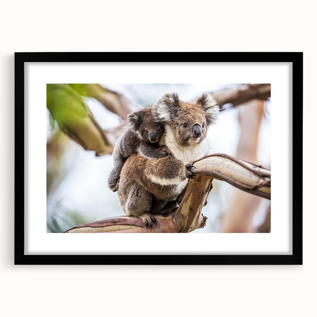 Koala wall art design framed in black with a white mat, showcasing a vibrant, colorful illustration of a koala among eucalyptus leaves, perfect for animal lovers.