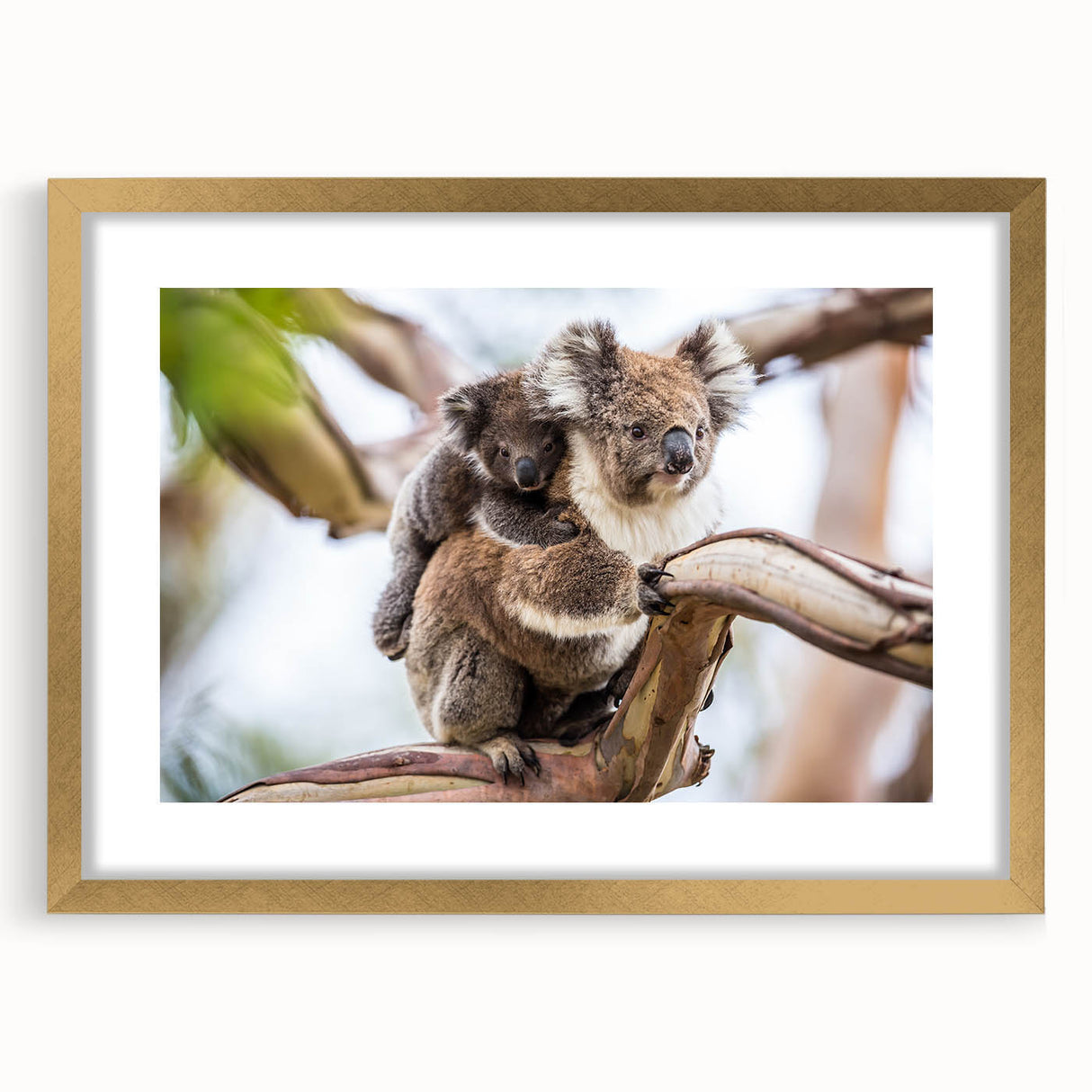 Koala-themed wall art collection featuring a stylish gold frame and mat, showcasing vibrant wildlife design ideal for nature lovers' home decor.