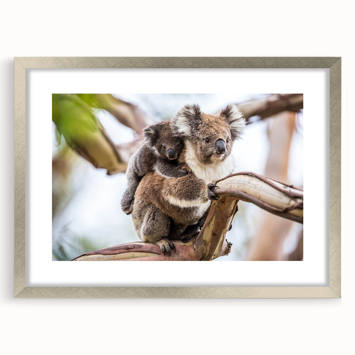 Koala wall art design framed in silver with a mat, showcasing a close-up view of a serene koala against a natural backdrop, perfect for animal lovers' decor.