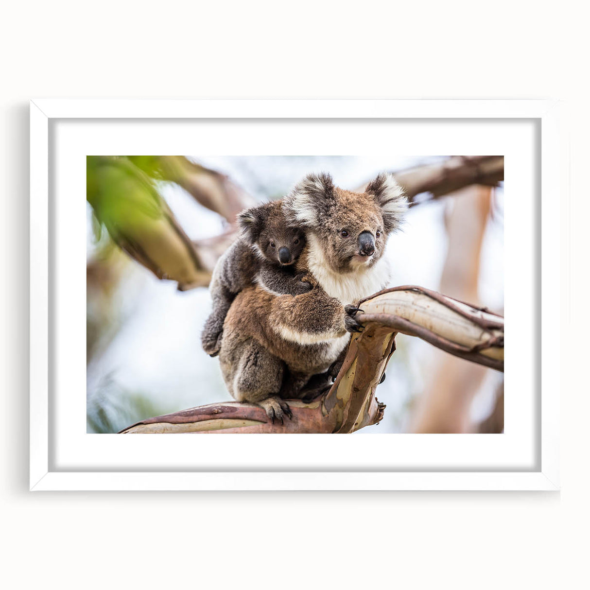 Framed wall art showcasing a serene koala design, featuring a white mat and sleek frame, perfect for adding a touch of wildlife decor to any space.