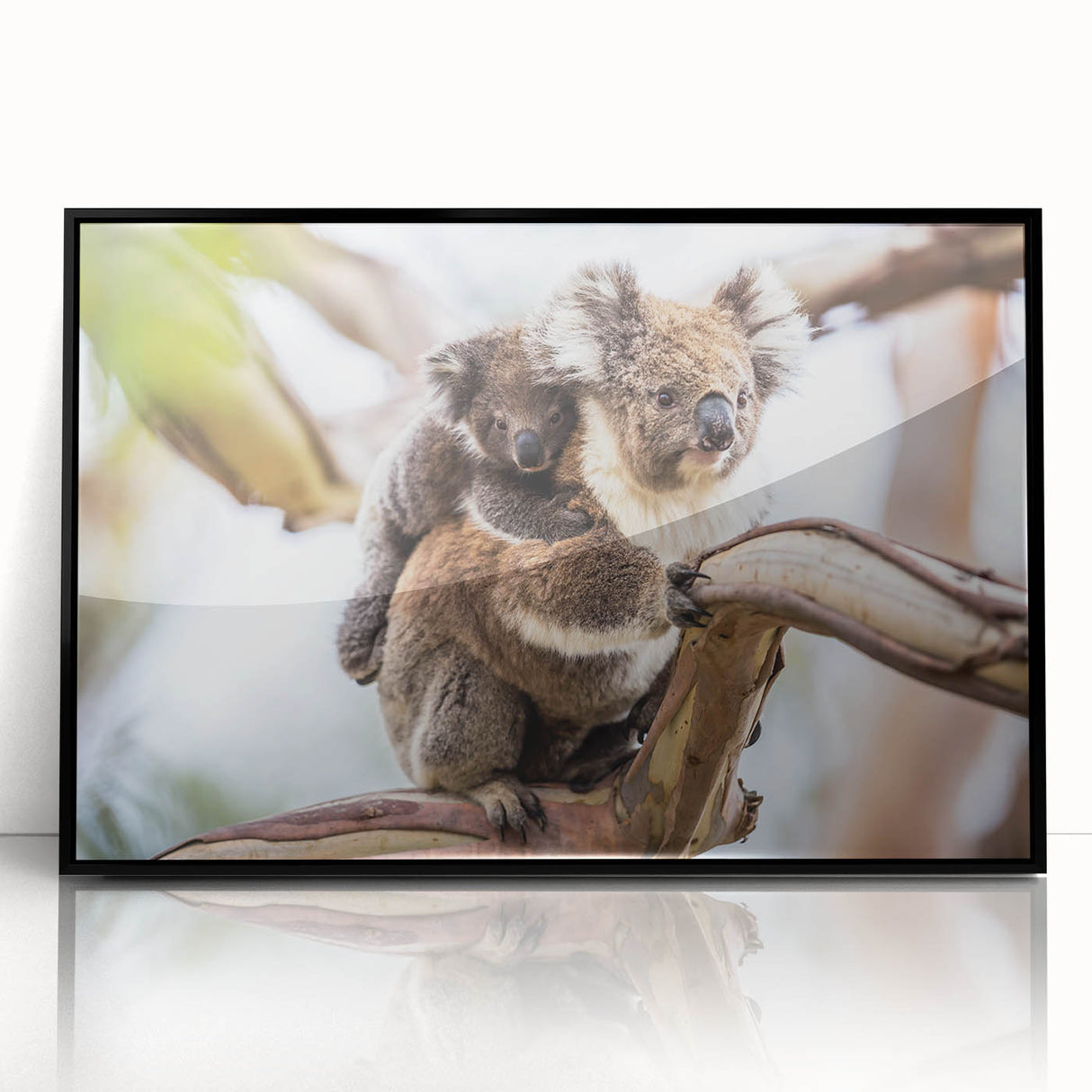 Framed acrylic wall art showcasing a detailed koala design against a black backdrop, perfect for wildlife enthusiasts and modern decor. Ideal for home or office.