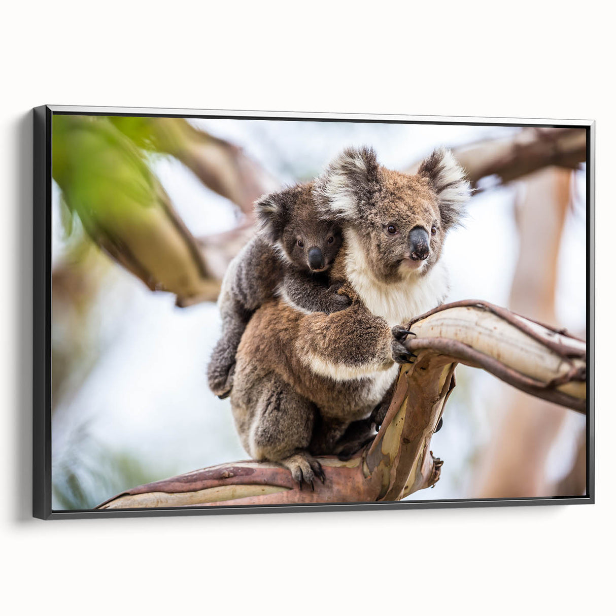 Framed canvas artwork showcasing a side view of a koala design, featuring vibrant colors and intricate details, ideal for animal-themed decor and nature enthusiasts.